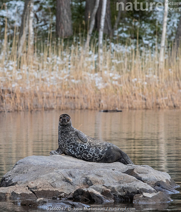 Premium Photo | Single seal resting