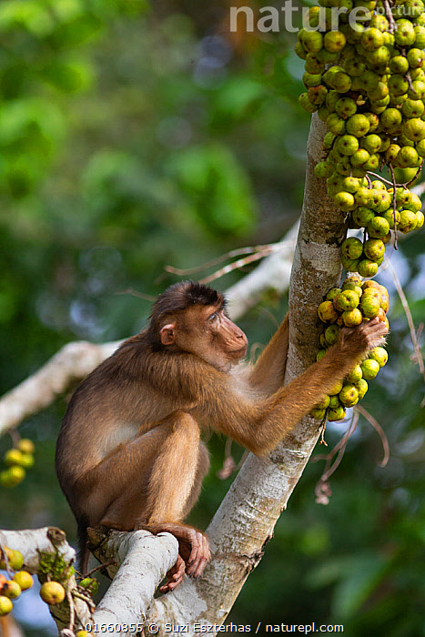 Stock photo of Pig-tailed macaque (Macaca nemestrina) eating fruits.  Kinabatangan River…. Available for sale on