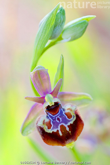 Stock photo of Orchid (Ophrys linearis) Martigues, Bouches-du