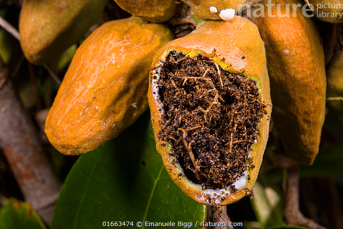 Grower's Choice | RARE 4IN Dischidia Rafflesiana 'Major', Malayan cheapest Urn Vine, Rattle Skulls, Ant Plant [Limited Quantity]