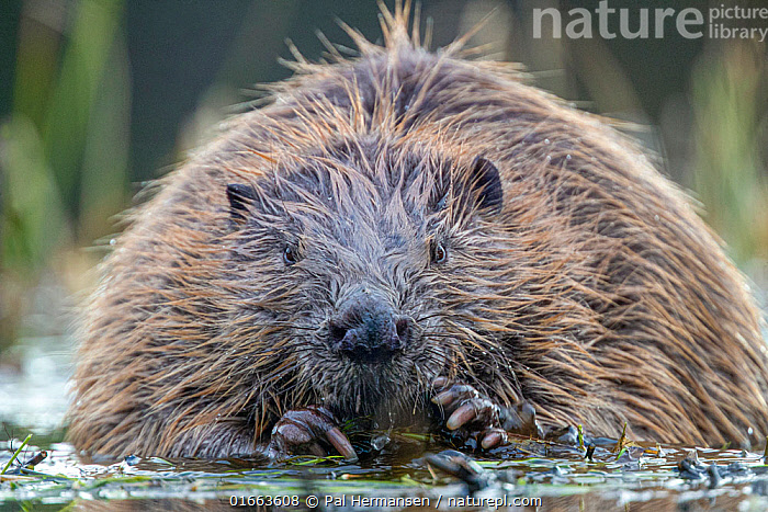Stock photo of Beaver (Castor fiber) portrait. Trondelag, Norway. May ...