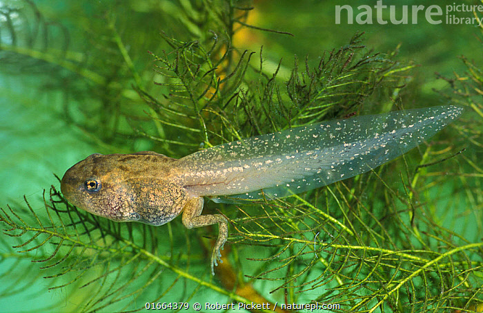 Stock photo of Common Frog, (Rana temporaria), tadpole with back leg  developed, with…. Available for sale on