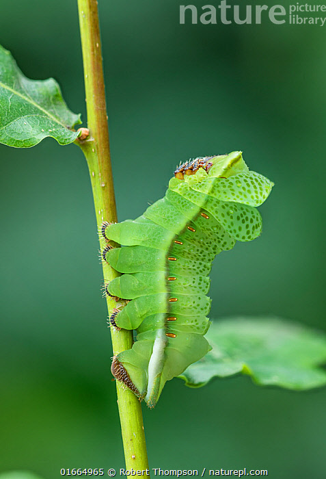 Stock photo of Saturniid moth (Lobobunaea phaedusa) caterpillar, final ...