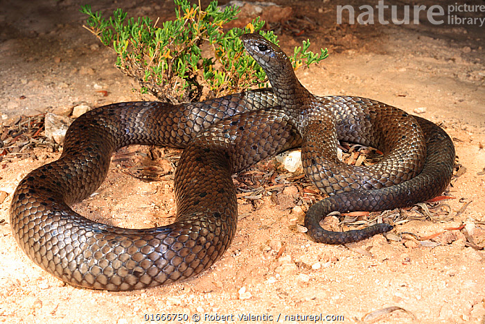 Stock photo of Peninsula brownsnake (Pseudonaja inframacula) male ...