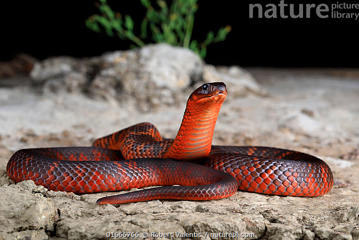 Collets Snake Stock photo of Collett's snake (Pseudechis colletti) male. Endemic to ...