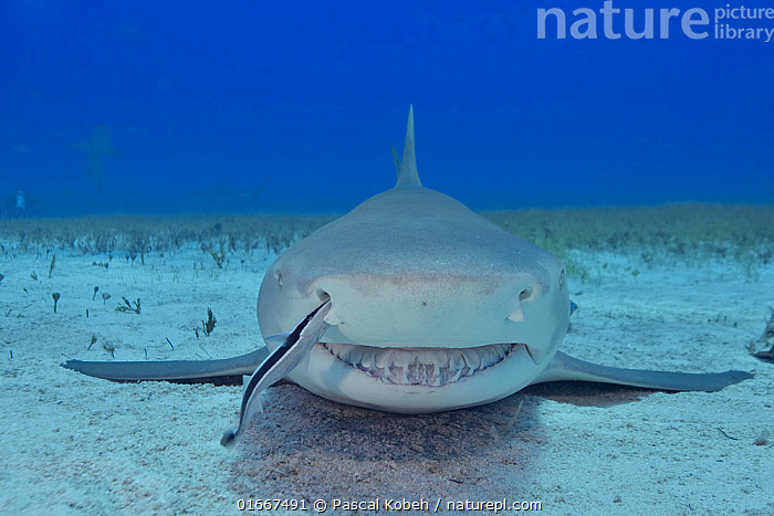 Best gear to fish Lemon Shark, (Negaprion Brevirostris)