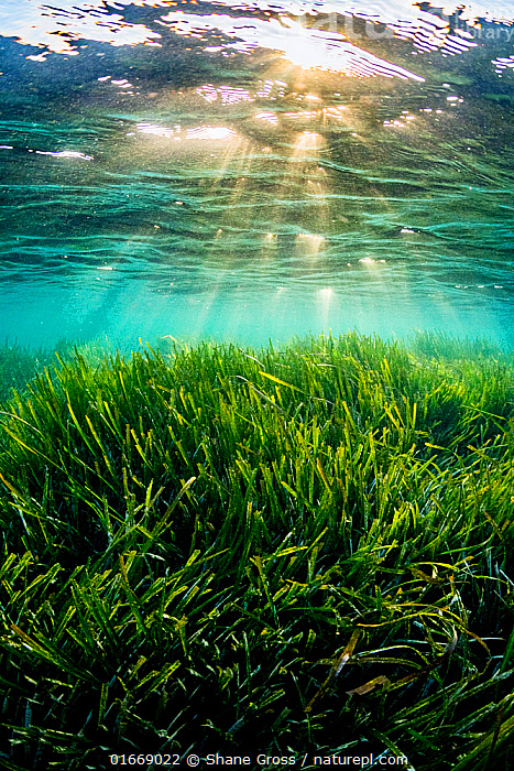Grassy Seabed Underwater Mediterranean Sea Neptune Stock Photo