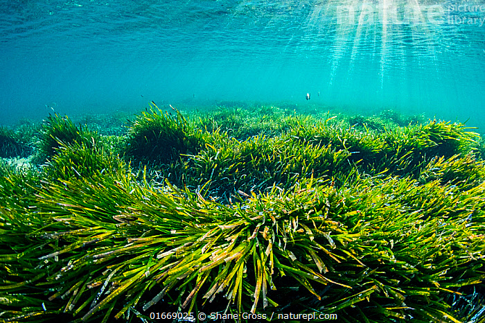 Grassy Seabed Underwater Mediterranean Sea Neptune Stock Photo