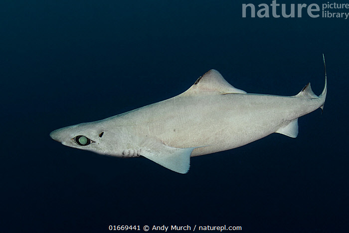 Gulper Rani Gulper Shark