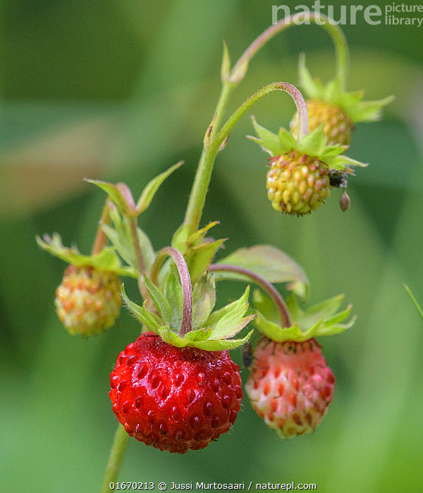 Stock photo of Wild strawberry (Fragaria vesca). Jyvaskyla, Finland ...