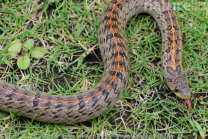 Seks porno rasmlar uchun karta oyini