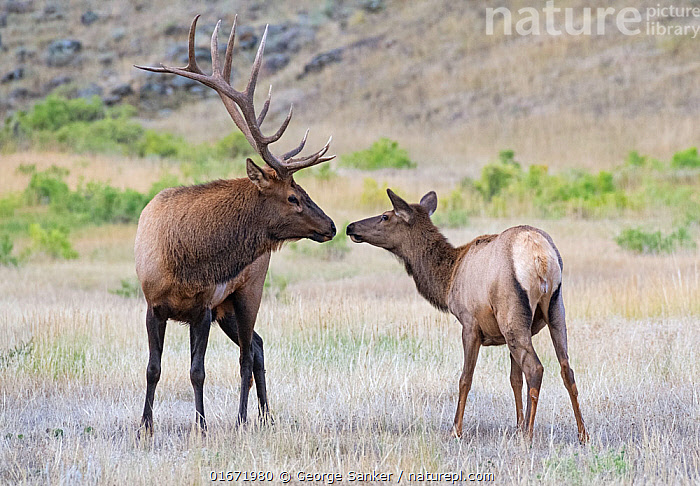  Elk Couples Necklaces, Bull and Cow Elk, Interlocking