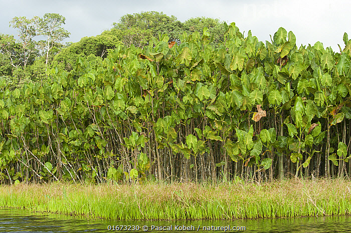 Nat Roura Stock photo of Wetland in Kaw-Roura Marshland National Nature Reserve ...