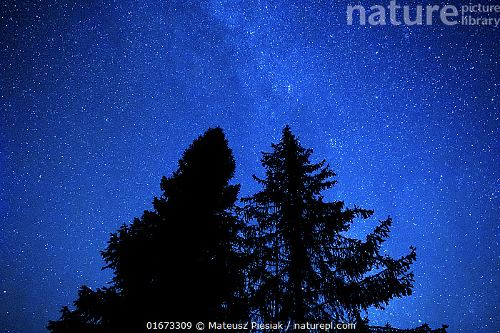 Stock photo of Pine and fir trees at night with the Milky Way and stars ...