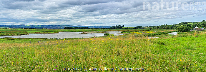 Stock photo of RSPB Burton Mere wetlands showing the scrape and