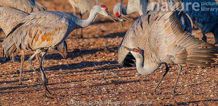 Sandhill Crane Grus canadensis