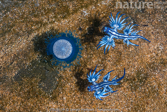 Stock photo of Blue dragon seaslug (Glaucus atlanticus) with blue