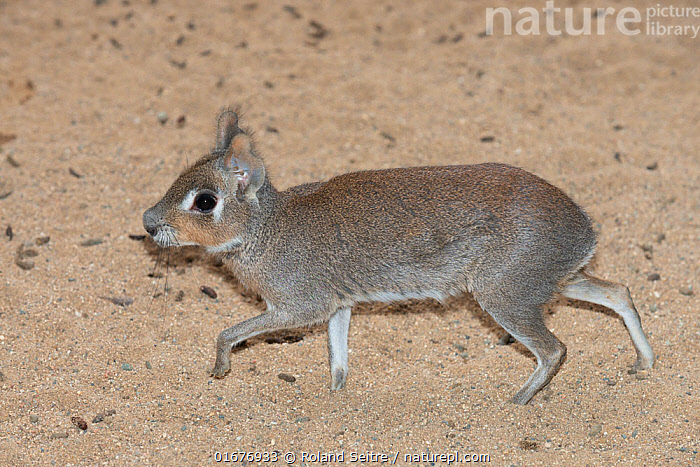 Stock photo of Patagonian mara Dolichotis salinicola running