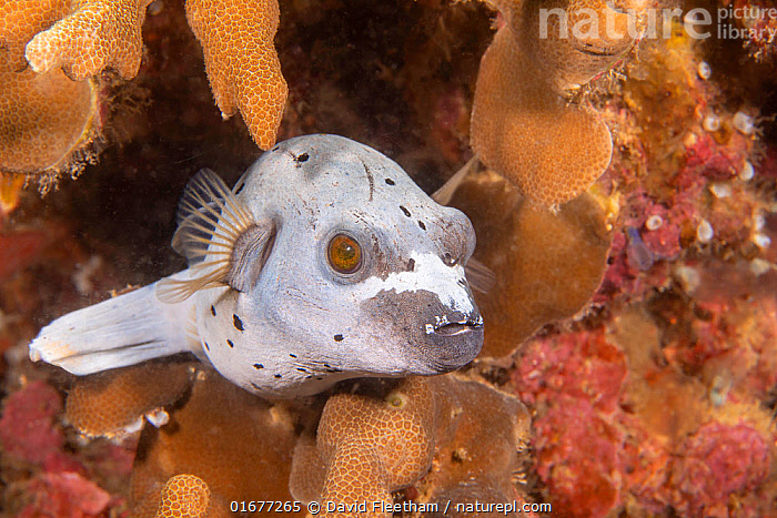 Black Dogface Puffer