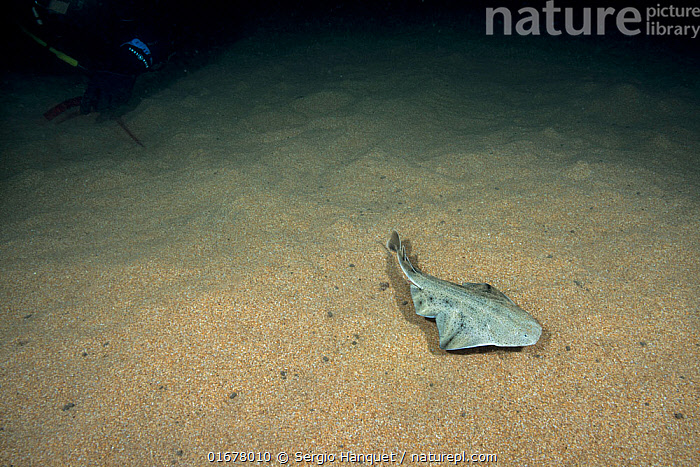 Stock Photo Of Angel Shark Squatina Squatina With Diver At Night 