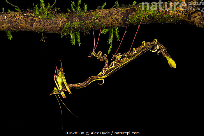 The Dragon Mantis — Nature’s Tiny Dragon! 🪴🐉 – New and Tips