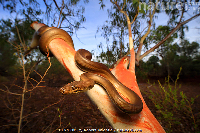 Olive Python 4k Photo Stock photo of Olive python (Liasis olivaceus) from a river gorge in ...