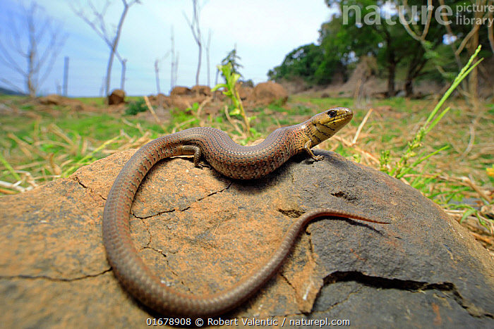 Jinsiy kiyim clipart