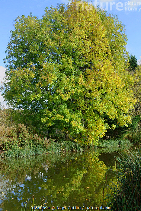Stock photo of Ash and other autumn trees changing colour and reflected ...