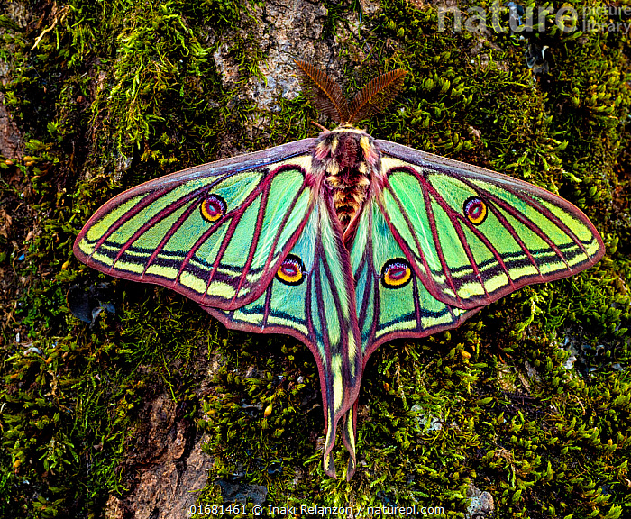 Stock photo of Spanish moon moth (Graellsia isabellae) male resting ...
