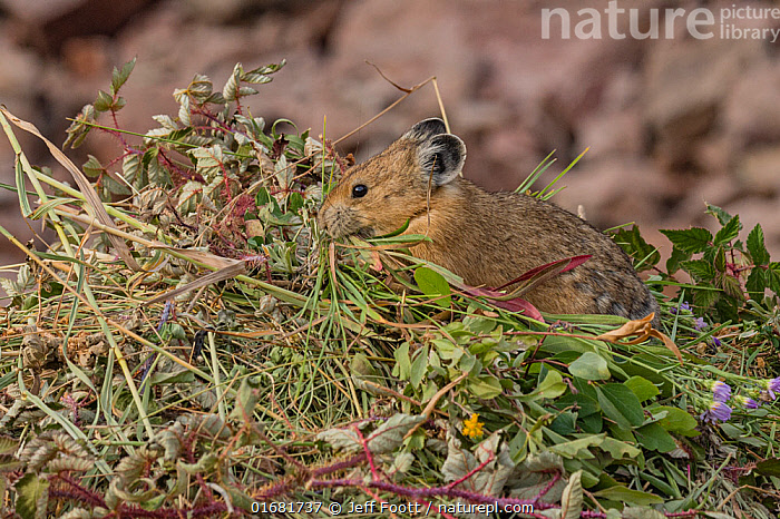 Stock photo of Pika, (Ochotona princeps), carrying vegetation to