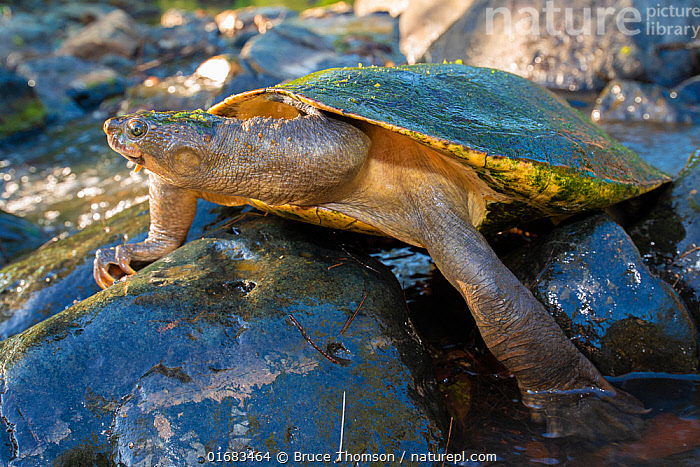 Stock Photo Of Mary River Turtle (elusor Macrurus) On Rocks In Stony 