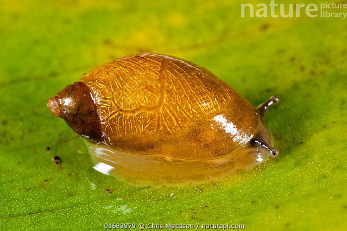 Stock photo of Pfeiffer's amber snail (Succinea pfeifferi) a small ...