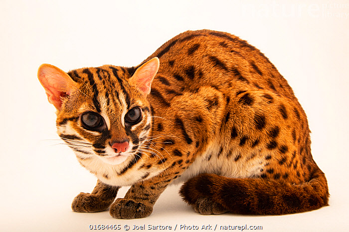 Visayan leopard cat cheap for sale