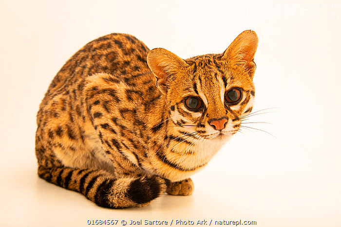 Tiger Cat Or Ocelot Cat From Brazil Stock Photo - Download Image Now -  Oncilla, Animal, Caatinga - iStock