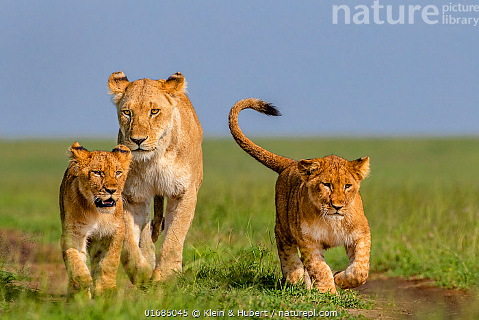Stock photo of African lioness (Panthera leo) walking with her cubs in ...