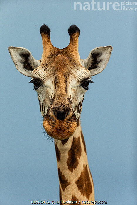 Stock photo of Rothschild's giraffe (Giraffa camelopardalis rothschildi ...