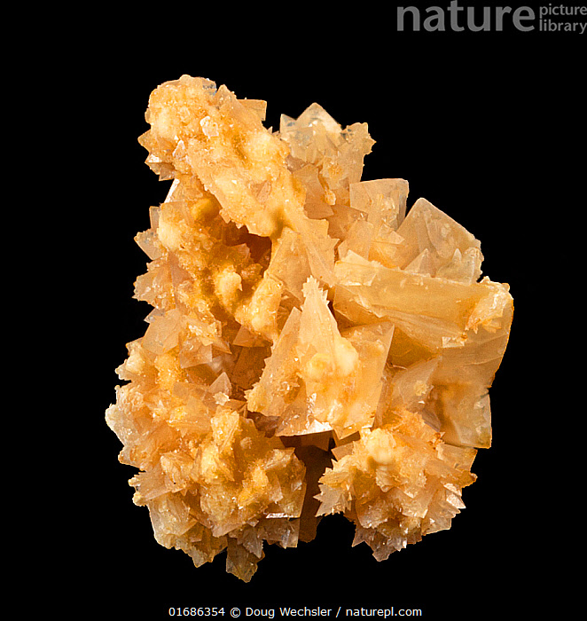 Calcium Oxalate Crystals Kidney