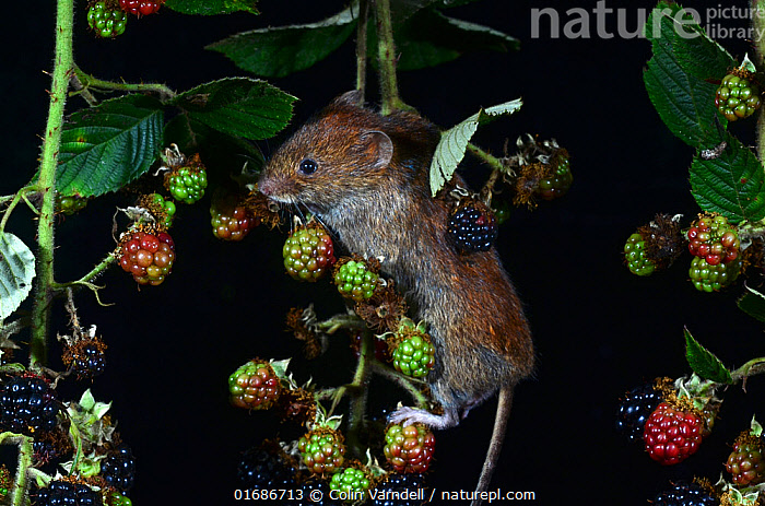 Stock photo of Bank vole (Myodes glareolus) climbing amongst ...