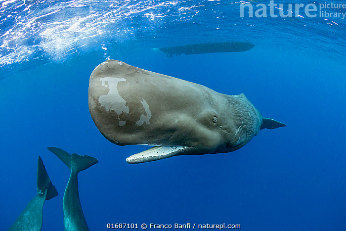 stock-photo-of-sperm-whale-physeter-macrocephalus-portrait-with-open
