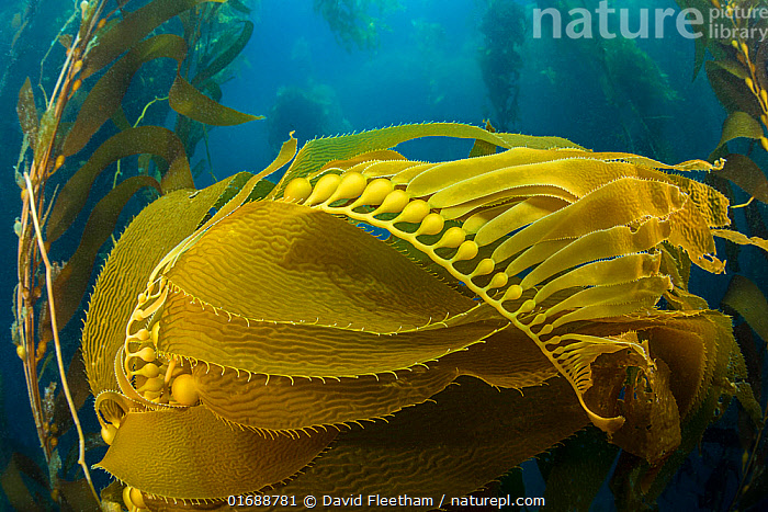 Stock photo of Air bladders lifting strands of giant kelp 