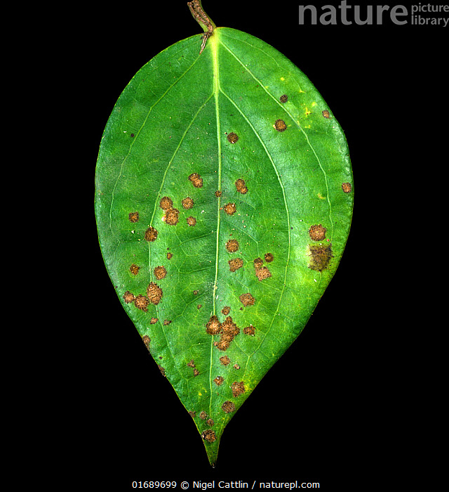 Stock photo of Red rust (Cephaleuros sp.), a parasitic plant algae, on ...