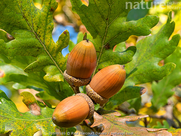 Yalangoch Roma Acorn fotosurati Yalangoch Roma Acorn fotosurati