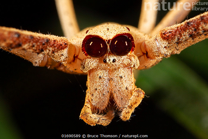 Stock photo of Net-casting spider (Deinopis rufus), portrait