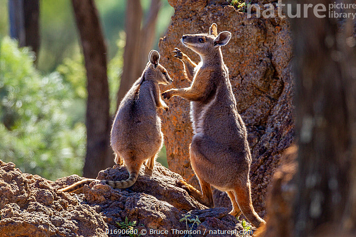 KANGAROOS 1