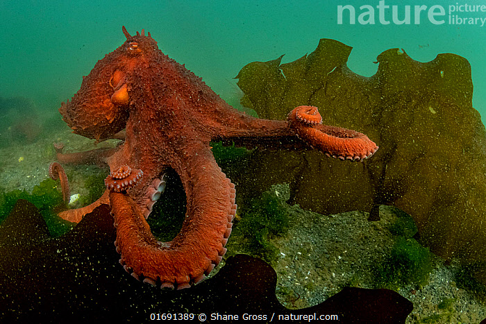 Stock Photo Of Giant Pacific Octopus (Enteroctopus Dofleini ...