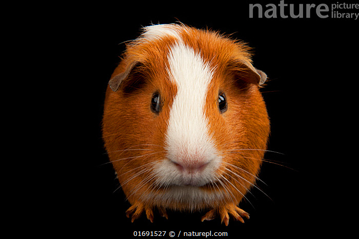 Guinea sales pig ark