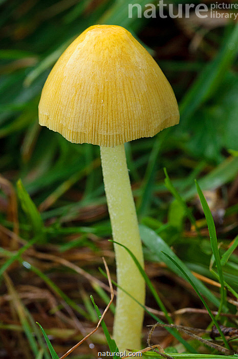 Stock photo of Yellow fieldcap mushroom (Bolbitius titubans), Selsdon ...