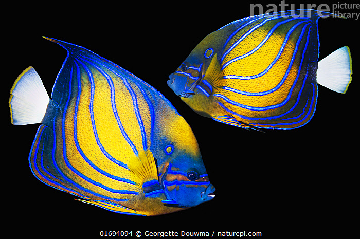 Blue ring angelfish hi-res stock photography and images - Alamy