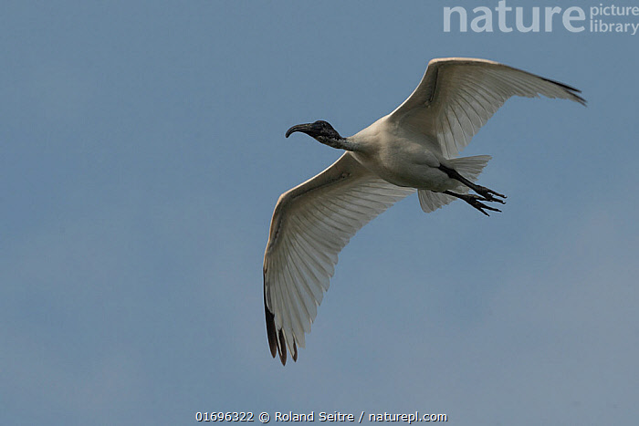 Stock photo of Oriental ibis (Threskiornis melanocephalus) in flight ...