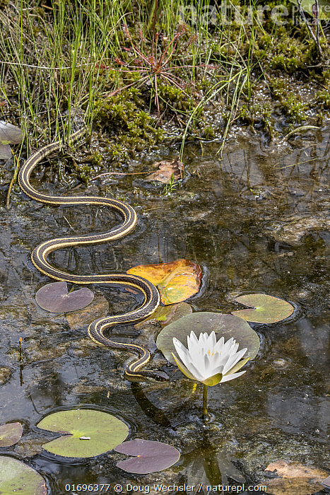 Stock photo of Ribbon snake (Thamnophis saurita) gliding over water ...